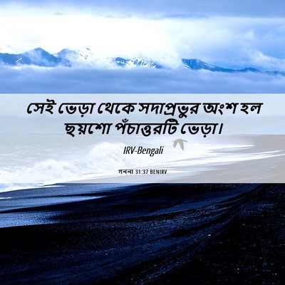 Picture 06 - গননা 31:37 BENIRV - সেই ভেড়া থেকে - Bible Verse Picture