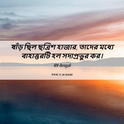 Picture 06 - গননা 31:38 BENIRV - ষাঁড় ছিল ছত্রিশ - Bible Verse Picture