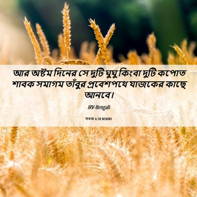 Picture 06 - গননা 6:10 BENIRV - আর অষ্টম দিনের সে - Bible Verse Picture