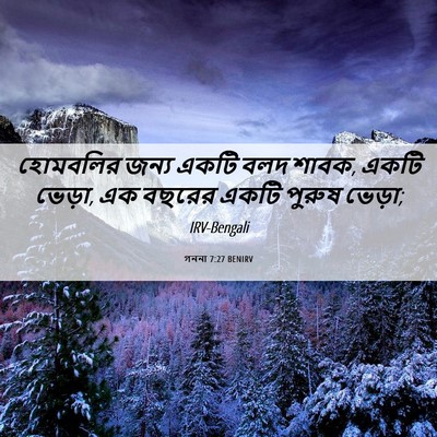 Picture 06 - গননা 7:27 BENIRV - হোমবলির জন্য একটি - Bible Verse Picture