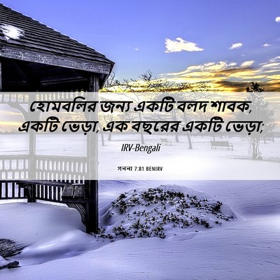 Picture 06 - গননা 7:81 BENIRV - হোমবলির জন্য একটি - Bible Verse Picture