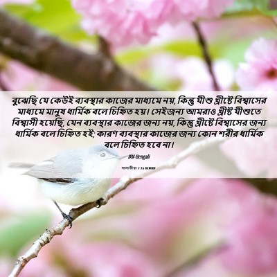 Picture 06 - গালাতীয়া 2:16 BENIRV - বুঝেছি যে কেউই - Bible Verse Picture