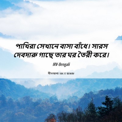 Picture 06 - গীতমালা 104:17 BENIRV - পাখিরা সেখানে - Bible Verse Picture