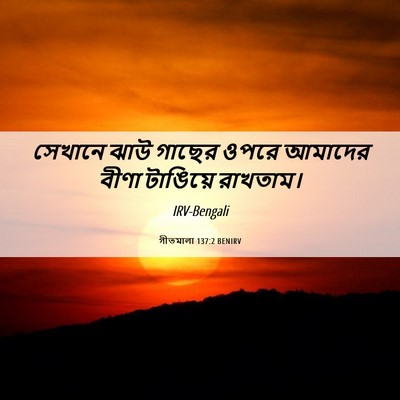 Picture 06 - গীতমালা 137:2 BENIRV - সেখানে ঝাউ গাছের - Bible Verse Picture
