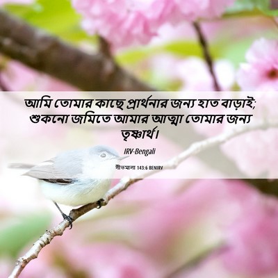 Picture 06 - গীতমালা 143:6 BENIRV - আমি তোমার কাছে - Bible Verse Picture