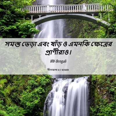 Picture 06 - গীতমালা 8:7 BENIRV - সমস্ত ভেড়া এবং - Bible Verse Picture