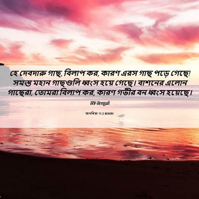 Picture 06 - জখৰিয়া 11:2 BENIRV - হে দেবদারু গাছ, - Bible Verse Picture