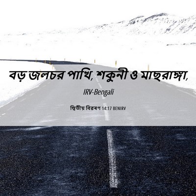 Picture 06 - দ্বিতীয় বিৱৰণ 14:17 BENIRV - বড় জলচর পাখি, - Bible Verse Picture