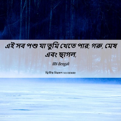 Picture 06 - দ্বিতীয় বিৱৰণ 14:4 BENIRV - এই সব পশু যা তুমি - Bible Verse Picture