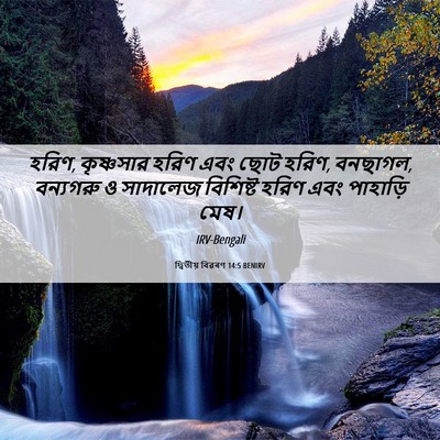 Picture 06 - দ্বিতীয় বিৱৰণ 14:5 BENIRV - হরিণ, কৃষ্ণসার - Bible Verse Picture