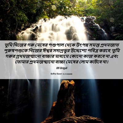 Picture 06 - দ্বিতীয় বিৱৰণ 15:19 BENIRV - তুমি নিজের গরু - Bible Verse Picture