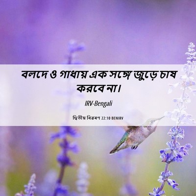 Picture 06 - দ্বিতীয় বিৱৰণ 22:10 BENIRV - বলদে ও গাধায় এক - Bible Verse Picture