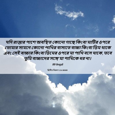 Picture 06 - দ্বিতীয় বিৱৰণ 22:6 BENIRV - যদি রাস্তার পাশে - Bible Verse Picture
