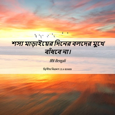 Picture 06 - দ্বিতীয় বিৱৰণ 25:4 BENIRV - শস্য মাড়াইয়ের - Bible Verse Picture