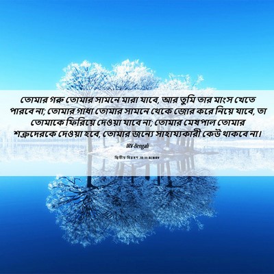 Picture 06 - দ্বিতীয় বিৱৰণ 28:31 BENIRV - তোমার গরু তোমার - Bible Verse Picture