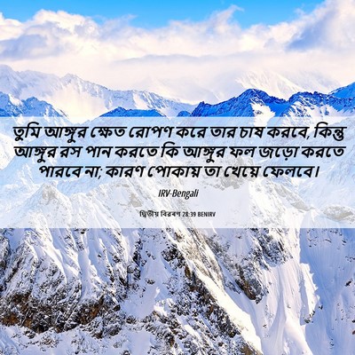 Picture 06 - দ্বিতীয় বিৱৰণ 28:39 BENIRV - তুমি আঙ্গুর ক্ষেত - Bible Verse Picture