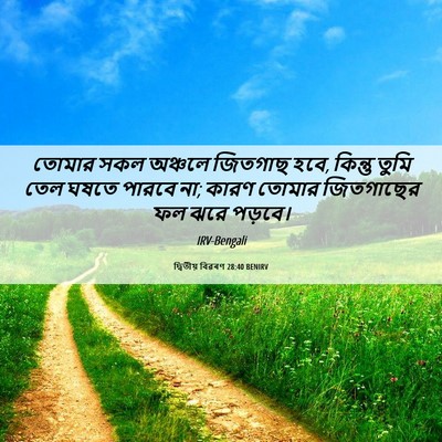 Picture 06 - দ্বিতীয় বিৱৰণ 28:40 BENIRV - তোমার সকল অঞ্চলে - Bible Verse Picture
