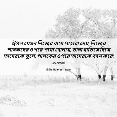 Picture 06 - দ্বিতীয় বিৱৰণ 32:11 BENIRV - ঈগল যেমন নিজের - Bible Verse Picture