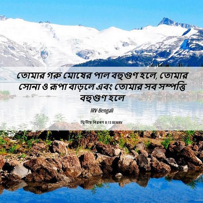 Picture 06 - দ্বিতীয় বিৱৰণ 8:13 BENIRV - তোমার গরু মোষের - Bible Verse Picture