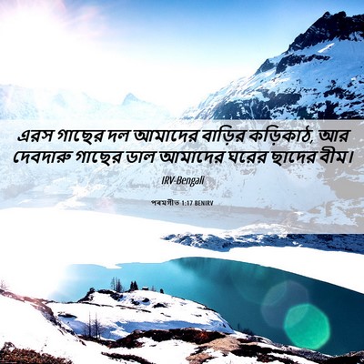 Picture 06 - পৰমগীত 1:17 BENIRV - এরস গাছের দল - Bible Verse Picture