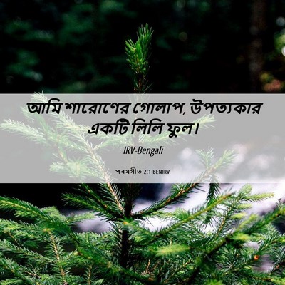 Picture 06 - পৰমগীত 2:1 BENIRV - আমি শারোণের গোলাপ, - Bible Verse Picture