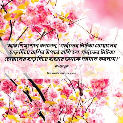 Picture 06 - বিচাৰকর্তাবিলাক 15:16 BENIRV - আর শিম্‌শোন বললেন, - Bible Verse Picture