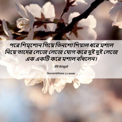 Picture 06 - বিচাৰকর্তাবিলাক 15:4 BENIRV - পরে শিম্‌শোন - Bible Verse Picture