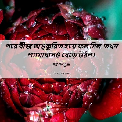 Picture 06 - মথি 13:26 BENIRV - পরে বীজ অঙ্কুরিত - Bible Verse Picture