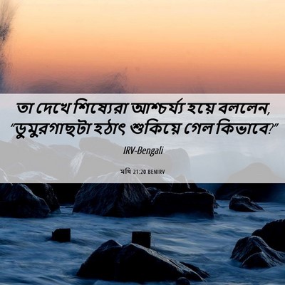 Picture 06 - মথি 21:20 BENIRV - তা দেখে শিষ্যেরা - Bible Verse Picture