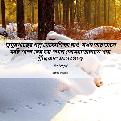 Picture 06 - মথি 24:32 BENIRV - ডুমুরগাছের গল্প - Bible Verse Picture