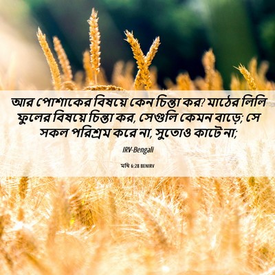Picture 06 - মথি 6:28 BENIRV - আর পোশাকের বিষয়ে - Bible Verse Picture
