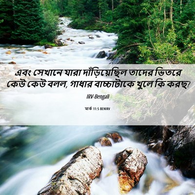 Picture 06 - মার্ক 11:5 BENIRV - এবং সেখানে যারা - Bible Verse Picture