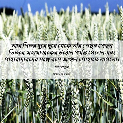 Picture 06 - মার্ক 14:54 BENIRV - আর পিতর দূরে দূরে - Bible Verse Picture