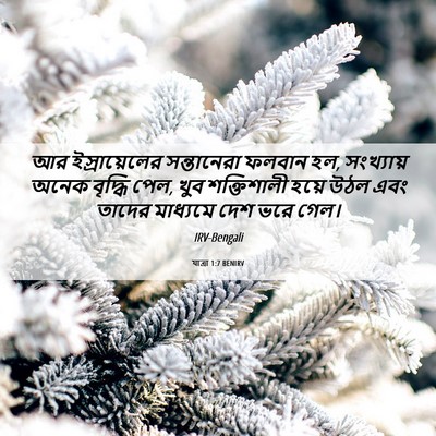 Picture 06 - যাত্ৰা 1:7 BENIRV - আর ইস্রায়েলের - Bible Verse Picture
