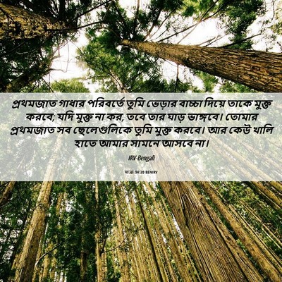 Picture 06 - যাত্ৰা 34:20 BENIRV - প্রথমজাত গাধার - Bible Verse Picture