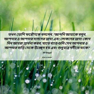 Picture 06 - যাত্ৰা 8:9 BENIRV - তখন মোশি ফরৌণকে - Bible Verse Picture