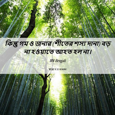 Picture 06 - যাত্ৰা 9:32 BENIRV - কিন্তু গম ও জনার - Bible Verse Picture