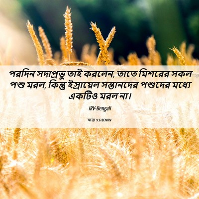 Picture 06 - যাত্ৰা 9:6 BENIRV - পরদিন সদাপ্রভু - Bible Verse Picture