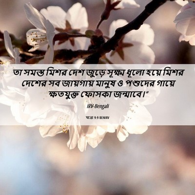 Picture 06 - যাত্ৰা 9:9 BENIRV - তা সমস্ত মিশর দেশ - Bible Verse Picture