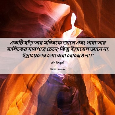 Picture 06 - যিচয়া 1:3 BENIRV - একটি ষাঁড় তার - Bible Verse Picture