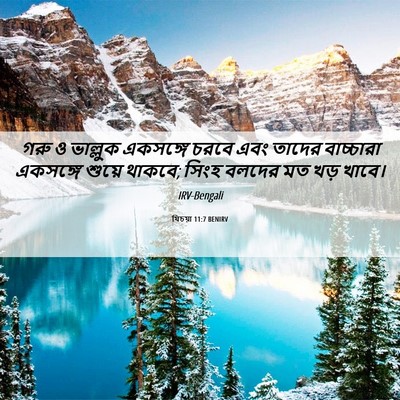 Picture 06 - যিচয়া 11:7 BENIRV - গরু ও ভাল্লুক - Bible Verse Picture