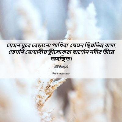Picture 06 - যিচয়া 16:2 BENIRV - যেমন ঘুরে বেড়ানো - Bible Verse Picture