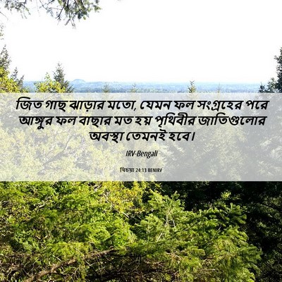 Picture 06 - যিচয়া 24:13 BENIRV - জিত গাছ ঝাড়ার মতো, - Bible Verse Picture