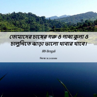 Picture 06 - যিচয়া 30:24 BENIRV - তোমাদের চাষের গরু - Bible Verse Picture