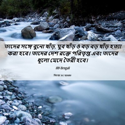 Picture 06 - যিচয়া 34:7 BENIRV - তাদের সঙ্গে বুনো - Bible Verse Picture