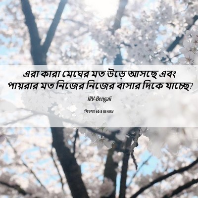 Picture 06 - যিচয়া 60:8 BENIRV - এরা কারা মেঘের মত - Bible Verse Picture