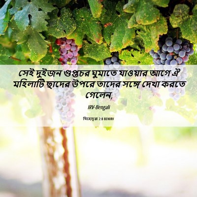 Picture 06 - যিহোচূৱা 2:8 BENIRV - সেই দুইজন গুপ্তচর - Bible Verse Picture