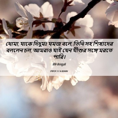 Picture 06 - যোহন 11:16 BENIRV - থোমা, যাকে দিদুমঃ - Bible Verse Picture