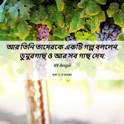 Picture 06 - লূক 21:29 BENIRV - আর তিনি তাদেরকে - Bible Verse Picture