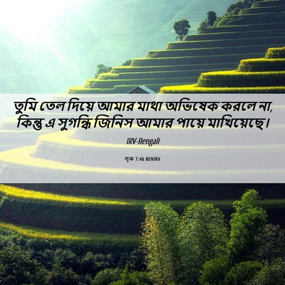 Picture 06 - লূক 7:46 BENIRV - তুমি তেল দিয়ে - Bible Verse Picture